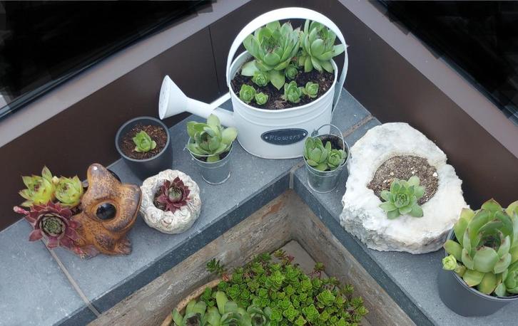 Vetplantje Huislook en Sedum: 2 stuks voor 1€, Tuin en Terras, Planten | Tuinplanten, Vaste plant, Bodembedekkers, Volle zon, Zomer