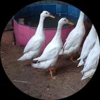 Indische loopeenden koppel, Dieren en Toebehoren, Meerdere dieren, Eend