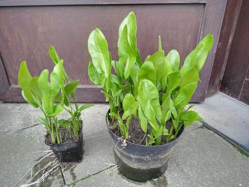 Sagittaria latifolia Pijlkruid, Jardin & Terrasse, Plantes | Jardin, Plante fixe, Plantes de bassin, Plein soleil, Été, Enlèvement