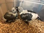 Jeunes perroquets gris du gabon , eleve  a main, Dieren en Toebehoren, Vogels | Parkieten en Papegaaien, Pratend