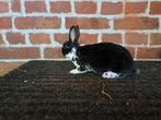 Rex Dwerg Zwartbont, Dieren en Toebehoren, Konijnen, Dwerg, 0 tot 2 jaar
