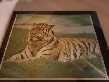 Kader tijger beschikbaar voor biedingen