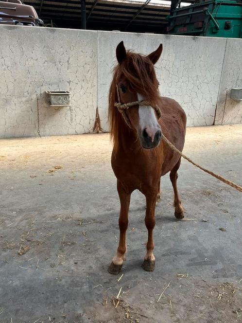 Welsh merrie van 2 jaar te koop, Dieren en Toebehoren, Pony's, Merrie, Onbeleerd, B pony (1.17m tot 1.27m), Recreatiepony, 0 tot 2 jaar