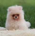 Mini Pomeriaan pup 100% raszuiver, Dieren en Toebehoren, Honden | Poolhonden, Keeshonden en Oertypen, Parvo, België, Keeshond