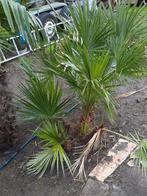 Palm bomen, Jardin & Terrasse, Enlèvement ou Envoi, Été