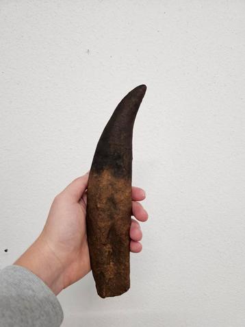 T-Rex tand! 1:1 schaal! beschikbaar voor biedingen