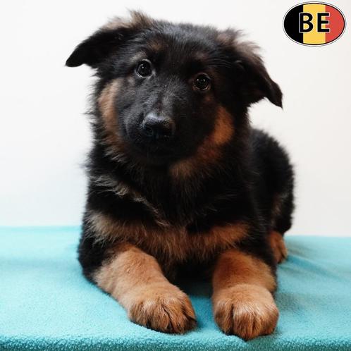 Duitse Herder (Kort & Langhaar) pups geboren in België, Dieren en Toebehoren, Honden | Herdershonden en Veedrijvers, Meerdere dieren