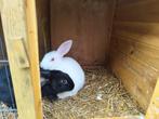 Konijn, Dieren en Toebehoren, Konijnen, Geslacht onbekend, Middelgroot, 0 tot 2 jaar