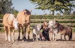 Vrijwilliger gezocht voor verzorging paarden, Dieren en Toebehoren, Paarden