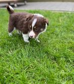 Tricolor border collie pups (ouders getest), Dieren en Toebehoren, Honden | Herdershonden en Veedrijvers, CDV (hondenziekte), Meerdere