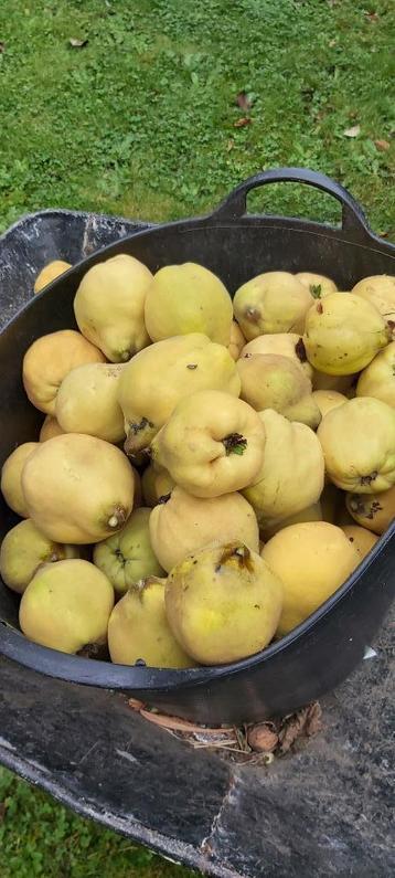 Coings bio cueillis ( pas tombés) et noix fraîches (3euros) beschikbaar voor biedingen