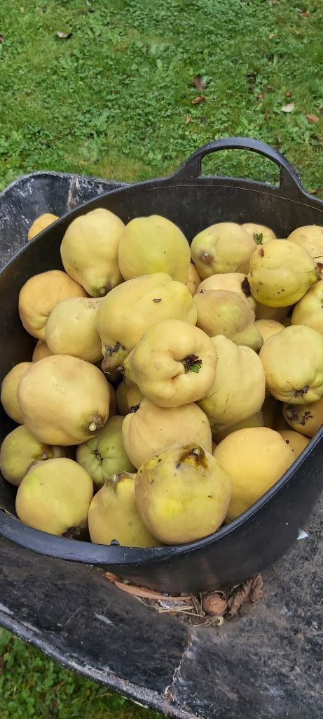 Coings bio cueillis ( pas tombés) et noix fraîches (3euros), Zakelijke goederen, Landbouw | Aardappelen, Groenten, Fruit en Vlees