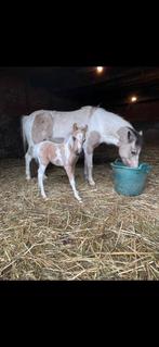Bonte Moeder & Merrie veulen, Dieren en Toebehoren, Ophalen of Verzenden, Zo goed als nieuw