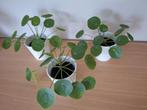 pannenkoekenplant in pot, Minder dan 100 cm, In pot, Ophalen