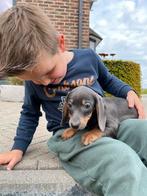 Kortharige teckel pups, Plusieurs, Belgique, 8 à 15 semaines, Éleveur | Professionnel
