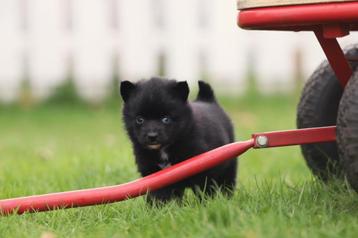 Pomsky - Mini Husky puppy - super klein type
