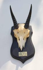 Schedel MOUNTAIN REEDBUCK op zwart houten schild (ref. E), Ophalen of Verzenden, Gebruikt, Wild dier, Schedel
