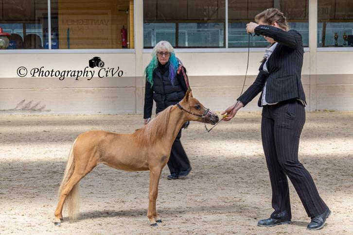 Amerikaanse Miniatuur Paarden, Dieren en Toebehoren, Pony's, Meerdere dieren, Niet van toepassing, A pony (tot 1.17m), 3 tot 6 jaar