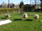 Moutons à vendre, Dieren en Toebehoren, Vrouwelijk