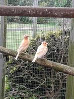 Jonge rode kanaries, Dieren en Toebehoren, Vogels | Kanaries, Meerdere dieren, Kleurkanarie