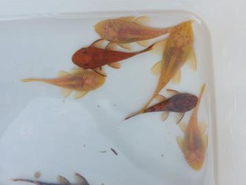 Ancistrus-soorten: rode, albino, calico/LDA016/snow white beschikbaar voor biedingen