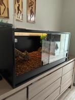 1.1 boa sonora F1 + terra, materiel voir description, Serpent, Avec terrarium, 0 à 2 ans