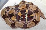 Couples boa  constrictor constrictor guyana F1 pure souche, Serpent, 3 à 6 ans
