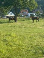 Weide gezocht, Dieren en Toebehoren, Stalling en Weidegang