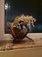 Décoration mariage, Huis en Inrichting, Woonaccessoires | Droogbloemen, Ophalen, Nieuw