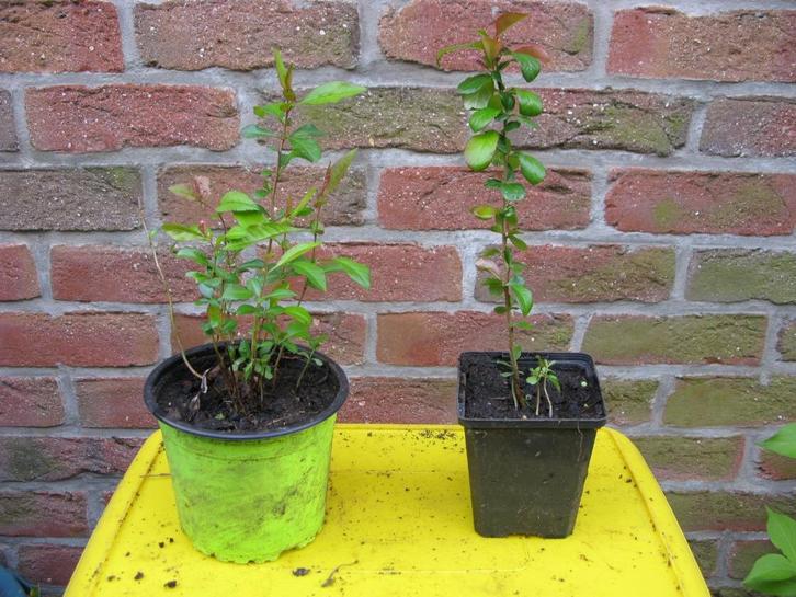 Cognassier du Japon (chaenomeles), Tuin en Terras, Planten | Struiken en Hagen, Struik, Overige soorten, Minder dan 100 cm, Ophalen