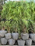 Thuja pl Atrovirens, Tuin en Terras, Planten | Struiken en Hagen, Ophalen of Verzenden, Conifeer
