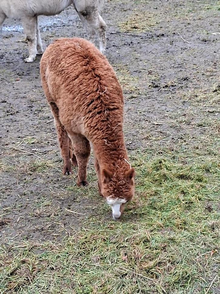 2 ALPACA MERRIETJES, Animaux & Accessoires, Animaux Autre, Femelle, Août