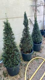 Taxus kegel, Tuin en Terras, Ophalen