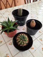 4 kleine cactussen, Ophalen, Zo goed als nieuw