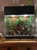 Terrarium voor gekko's, Hagedis, Met terrarium, 3 tot 6 jaar