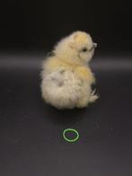 Broedeieren Usa zijdehoen, Dieren en Toebehoren, Pluimvee, Kip