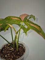 Syngonium Red Spot / Pink Splash, Huis en Inrichting, Kamerplanten, Ophalen of Verzenden