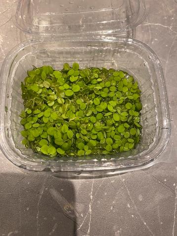 Drijvende aquarium plantjes Salvinia beschikbaar voor biedingen