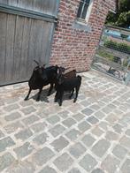 Chèvres naines, chèvres castrées, Animaux & Accessoires, Moutons, Chèvres & Cochons