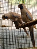 Pennant rosella, Dieren en Toebehoren, Mannelijk