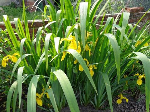 plante : iris des marais - iris jaune, Jardin & Terrasse, Plantes | Jardin, Plante fixe, Autres espèces, Mi-ombre, Été, Enlèvement