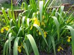 plante : iris des marais - iris jaune, Enlèvement, Autres espèces, Mi-ombre, Été