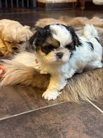 Chiots Lhassa apso, Autres races, Plusieurs, Parvovirose, Belgique