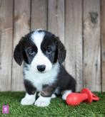 Welsh Corgi Cardigan pups / Corgi pup, Dieren en Toebehoren, België, Overige rassen, CDV (hondenziekte), 8 tot 15 weken