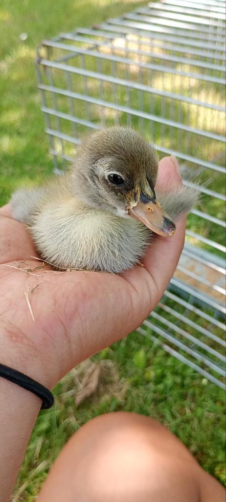 Eenden kuikens loopeend x cayuga, Dieren en Toebehoren, Pluimvee