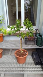 Citrus Pomelo Enzo - Onderstam Poncirus Trifoliata, Tuin en Terras, Ophalen, In pot