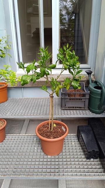 Citrus Pomelo Enzo - Onderstam Poncirus Trifoliata beschikbaar voor biedingen