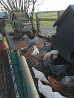 Verschillende legkippen en hanen., Animaux & Accessoires, Volatiles