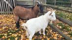 3 Geiten te koop, Dieren en Toebehoren, Schapen, Geiten en Varkens, Geit