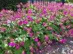Bodembedekker geraniums 40st voor 8,00euro/0,20cent, Ophalen, Lente, Vaste plant, Bodembedekkers